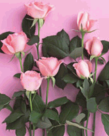 pt123.gif