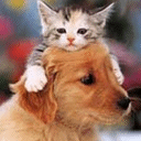 2004826214015.gif