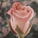 thumb_ANNE006.jpg