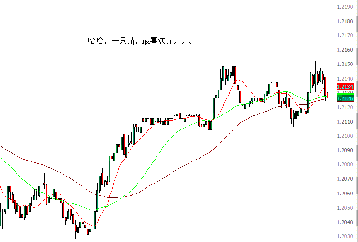 cat1.gif