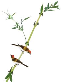 Y2Bamboo200.jpg