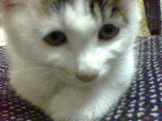 IMG0046A.jpg