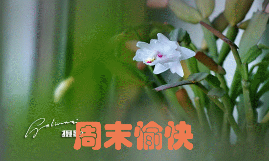 ĩ4.gif