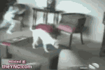 1A3E77FF-605C-4F04-AF38-200AC5E21876.gif