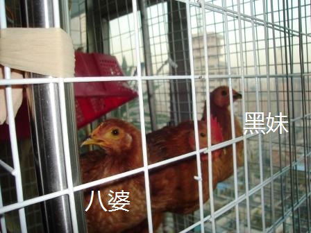 3只母鸡1.jpg