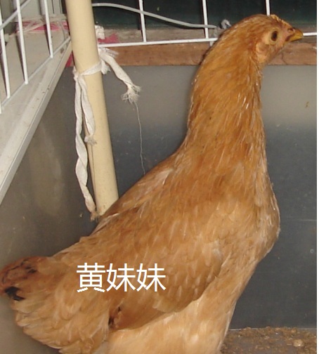 3只母鸡黄妹妹1.jpg