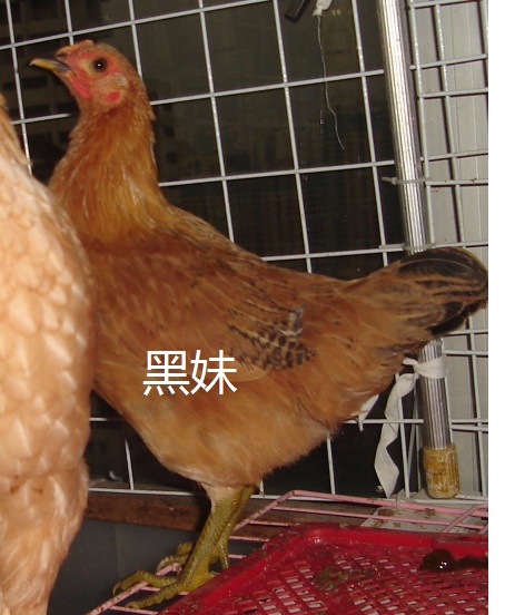 3只母鸡黑妹妹1.jpg