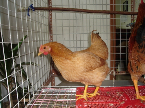 DSC00479 (500x375).jpg