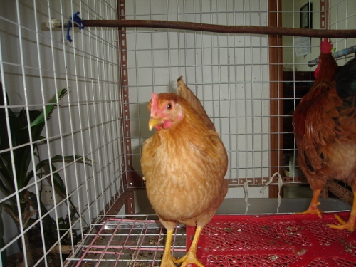 DSC00480 (500x375).jpg
