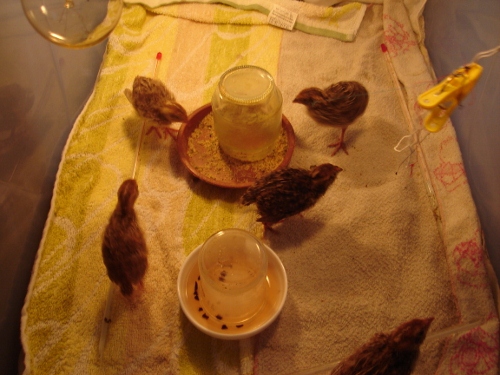 DSC00575 (500x375).jpg