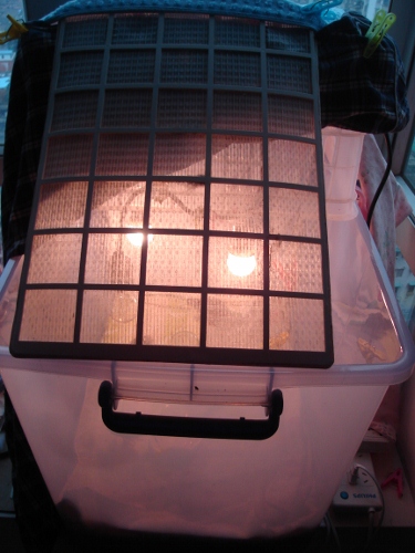 DSC00570 (375x500).jpg