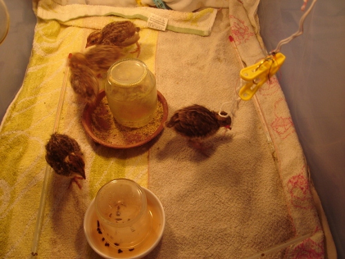 DSC00574 (500x375).jpg