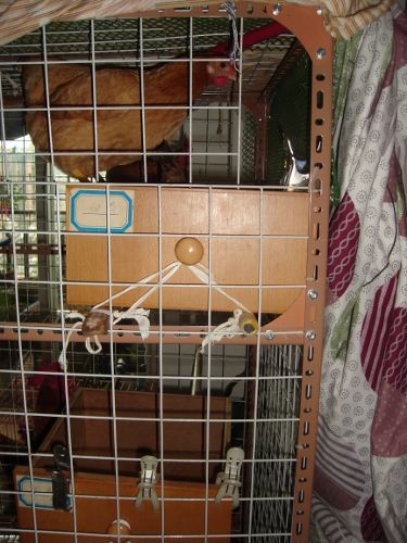 DSC00586 (375x500).jpg