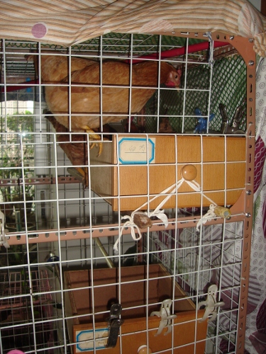 DSC00584 (375x500).jpg